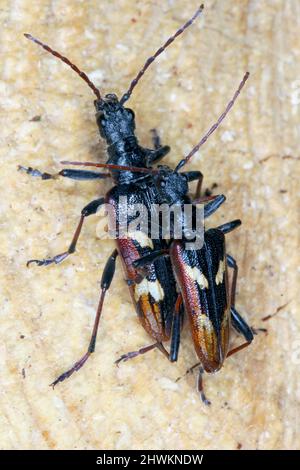 Two-banded longhorn beetle (Rhagium bifasciatum).
