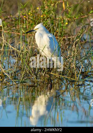 A lone Snowy Egret (Egretta thula) reflected in the water and among the grasses in Crooked Tree, Belize. Stock Photo