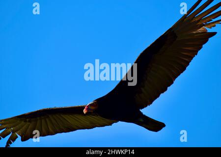 A Lesser yellow-headed vulture (Cathartes burrovianus) aka Savannah vulture, in flight over the wetlands of Crooked Tree, Belize. Stock Photo