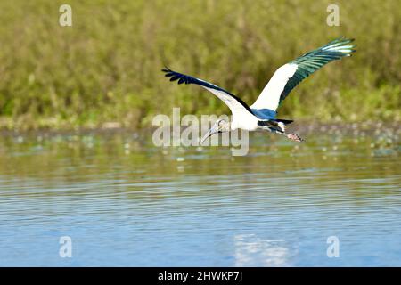 A lone Wood Stork (Mycteria americana) flying over water in Crooked Tree, Belize. The green iridescence of its wings can clearly be seen. Stock Photo