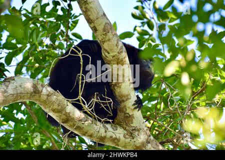 Black Howler Monkey (Alouatta pigra) in a tree in the National Wildlife Sanctuary of Crooked Tree, Belize. Stock Photo