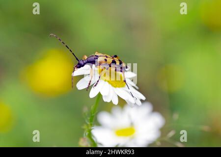 Rutpela maculata - the spotted longhorn beetle sitting on an Apiaceae family flower. Stock Photo