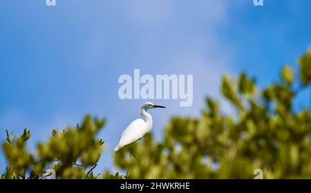 A lone Snowy Egret (Egretta thula) perched in a tree with the blue sky as a backdrop in the mangroves of San Pedro, Belize. Stock Photo