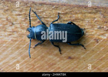 black long horn beetle - Spondylis buprestoides on wood. Stock Photo