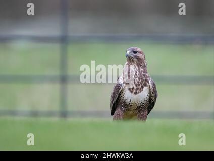 A intimate close up of a pale coloured Common Buzzard standing in the  grass  in front of the estate fencing. Suffolk, UK Stock Photo