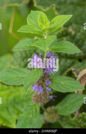 A wild Corn Mint plant with it's lilac coloured flowers  flower ( Mentha  arvensis) growing beside a pond . Suffolk, UK Stock Photo