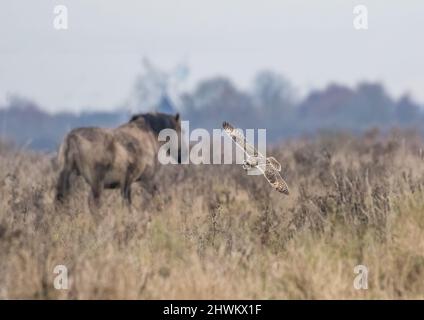 A Short Eared Owl , flying in the sunlight over fenland habitat. It is completely unphased by the prescence of a Konik pony. Cambridgeshire, Uk. Stock Photo