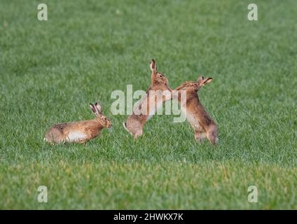 A punch on the nose.Three Brown hares battiling it out for  the attention of the female. Boxing, chasing and fighting in the dew. Suffolk,Uk Stock Photo