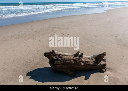 Wooden log in Platja de la Devesa, El Saler, Valencia province, Spain Stock Photo