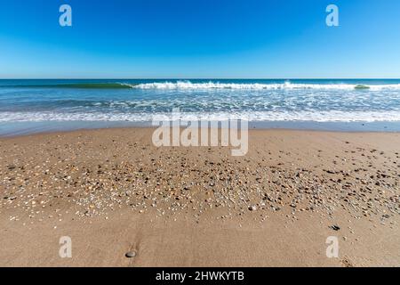 Shells in beach in Platja de la Devesa, El Saler, Valencia province, Spain Stock Photo