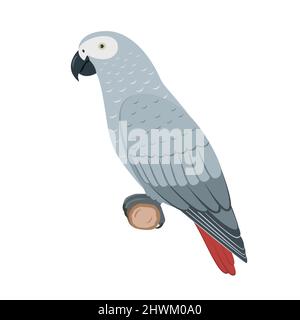 Jaco parrot. Vector illustration of a grey african jaco parrot isolated on a white background. Side view, profile. Stock Vector