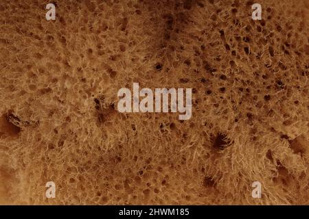 Background with texture of close-up of beige natural sponge. Detail. Stock Photo