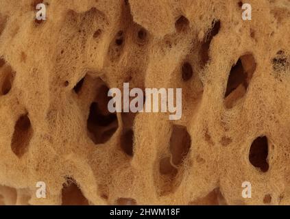Similar texture of beige natural sponge. Sponge texture background, close-up. Natural sponges, macro. Stock Photo