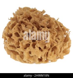 Brown natural sponge on white background. Isolated. Stock Photo