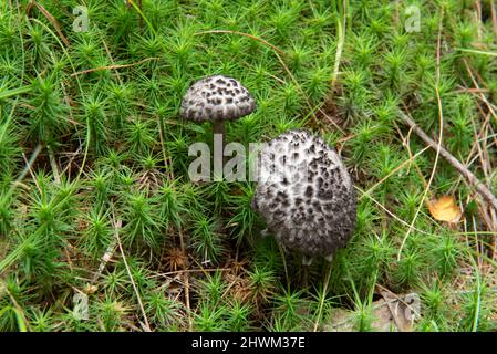 Strobilomyces floccopus on green moss Stock Photo