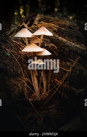 Group of toque mycenna growing on a log Stock Photo