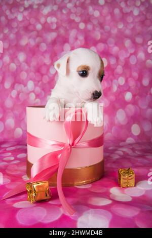 Jack russel terrier puppy in a pink present box Stock Photo