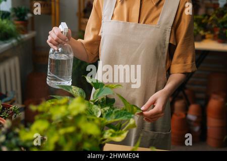 Close-up cropped shot of unrecognizable young woman florist in apron spraying water on houseplants in flowerpots by sprayer. Stock Photo