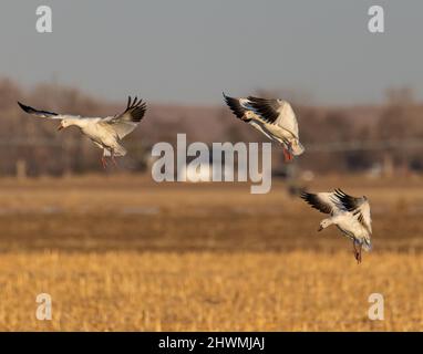 Snow geese (Anser caerulescens) in flight landing corn field Morgan County Colorado, USA Stock Photo