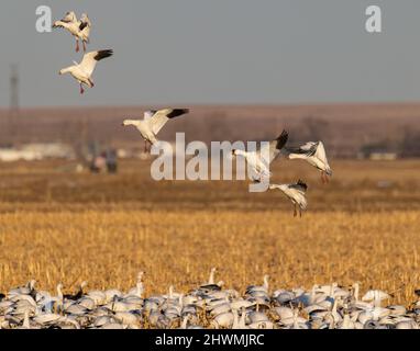 Snow geese (Anser caerulescens) in flight landing in corn field Morgan County Colorado, USA Stock Photo