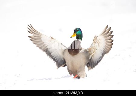Mallard ducks flying in winter Stock Photo
