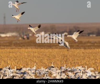 Snow geese (Anser caerulescens) in flight landing in corn field Morgan County Colorado, USA Stock Photo