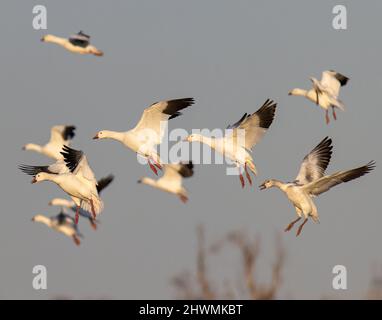 Snow geese (Anser caerulescens) in flight Morgan County Colorado, USA Stock Photo