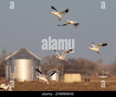 Snow geese (Anser caerulescens) in flight Morgan County Colorado, USA Stock Photo