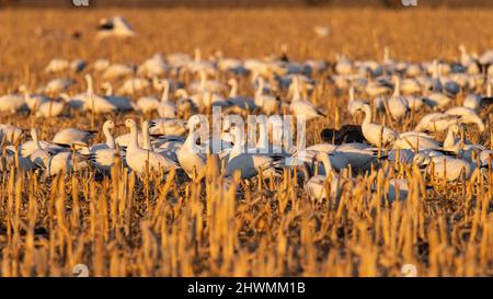 Flock of Snow geese (Anser caerulescens) feeding in corn field Morgan County Colorado, USA Stock Photo