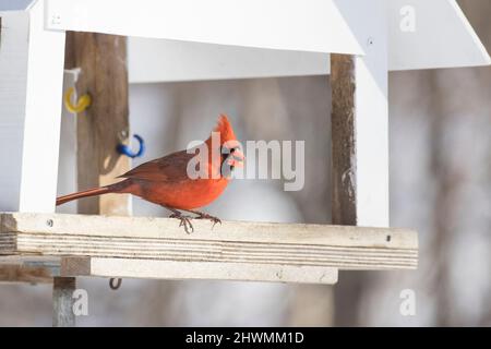 Male cardinal in winter Stock Photo