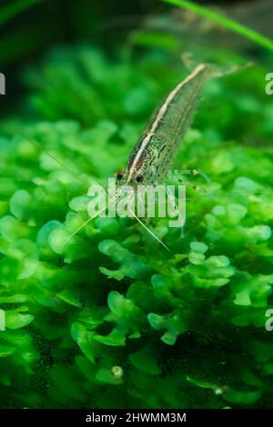 Amano Shrimp (Caridina Multidenata) in planted aquarium Stock Photo