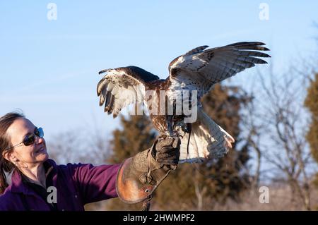 Red-tailed Hawk (Buteo jamaicensis)  landing on a falconer's glove holding chicken meat. Stock Photo