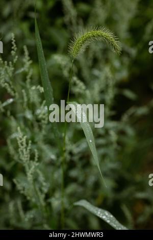 Water droplets on the leaf of a tall piece of grass Stock Photo