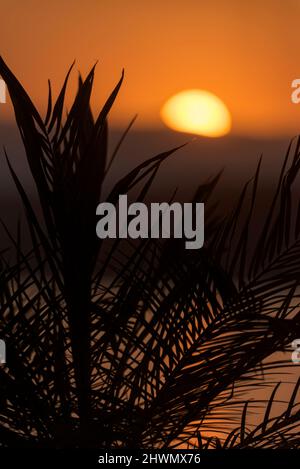 Close up of palm tree leaves with the sun setting behind them Stock Photo