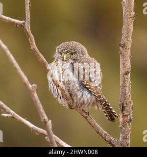 Northern pygmy owl (Glaucidium californicum) perched in tree Colorado, USA Stock Photo