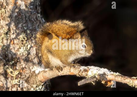 American Red squirrel (Scurius hudsonicus), perched on tree limb, Winter, E N America, by Dominique Braud/Dembinsky Photo Assoc Stock Photo