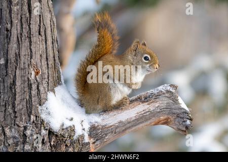 American Red squirrel (Scurius hudsonicus), perched on tree limb, Winter, E N America, by Dominique Braud/Dembinsky Photo Assoc Stock Photo