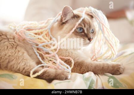 So much yarn, so little time. An adorable closeup shot of a siamese cat covered in yarn lying on a bed. Stock Photo