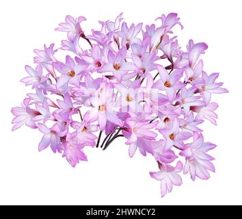 Pink rain Lily (Zephyranthes rosea) Flowers isolated on white background.Digital illustration Stock Photo
