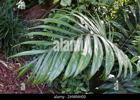 Beautiful large green leaves of Flame Thrower Palm Stock Photo