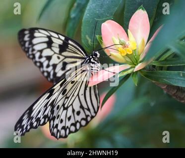 Beautiful white and black Idea Leuconoe butterfly, also known as the paper kite butterfly, rice paper butterfly, large tree nymph Stock Photo