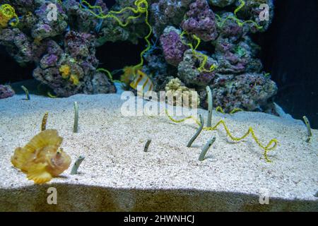 The garden eels are the subfamily Heterochongrinae in the conger eel family Congridae, these small eels live in burrows on the sea floor in groups. Stock Photo