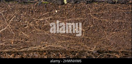 cross section of fertile wet reddish brown soil with plant roots, background texture, environmental and gardening concept Stock Photo