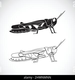 Vector of grasshopper on white background. Insect Animal. Easy editable layered vector illustration. Stock Vector
