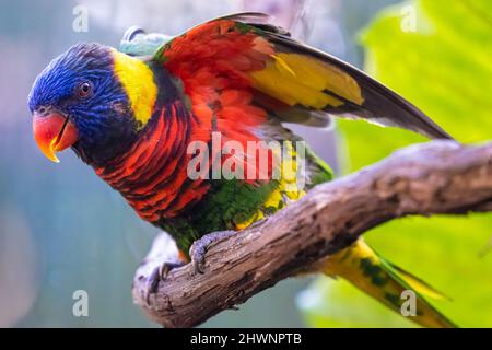 Coconut Lorikeet (Trichoglossus haematodus), sometimes classified as a  Rainbow Lorikeet (Trichoglossus moluccanus), at the Jacksonville Zoo. (USA)