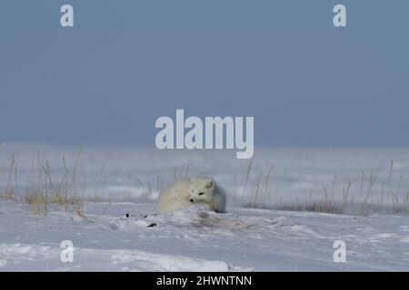 This fox was found near the community of Arviat curled up in a pile of snow, Arviat, Nunavut Stock Photo