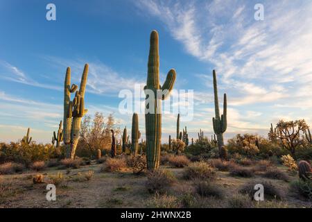Saguaro cactus and Sonoran Desert landscape in Arizona Stock Photo