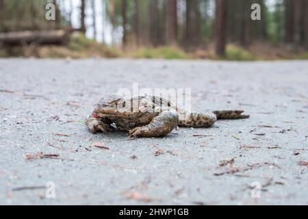 Dead toad on a dirt road in the woodland Stock Photo