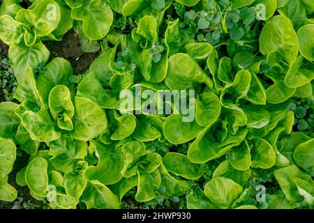 Winter lettuce growing in the greenhouse. Organic vegetable garden. Fresh healthy food. Stock Photo