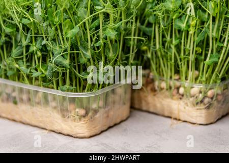 Fresh micro greens peas sprouts. Green sprigs of sprouted grains. Stock Photo